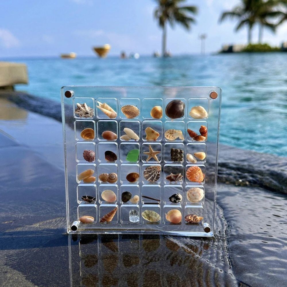 36/64/100Grids Acrylic Magnetic Seashell Display Box Seashell Display Organiser