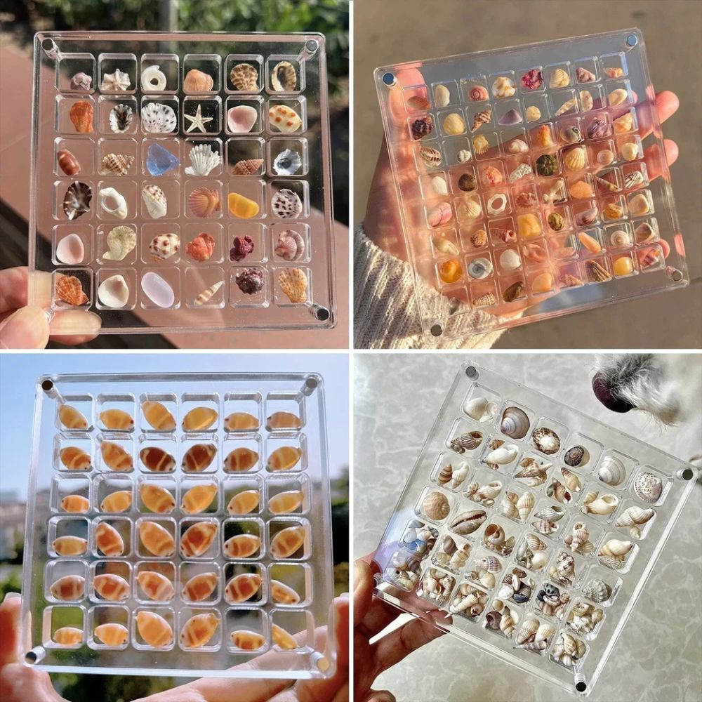 36/64/100Grids Acrylic Magnetic Seashell Display Box Seashell Display Organiser