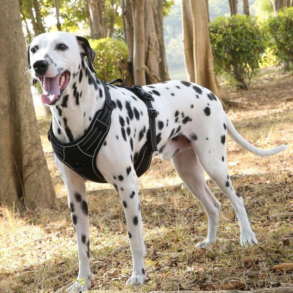 S-XL No-Pull Front Range Dog Harness Vest Adjustable Outdoor Handle Puppy Pet