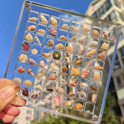 36/64/100Grids Acrylic Magnetic Seashell Display Box Seashell Display Organiser
